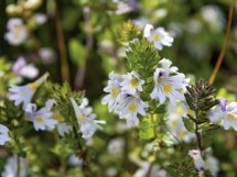 Euphrasia officinalis - Augentrost; Euphrasia officinalis 